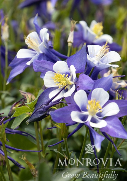 AQUIL KIRIGAMI DP BLUE &WHITE #1