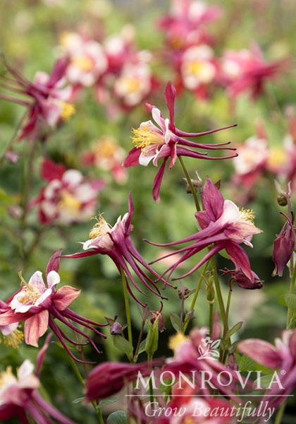 AQUIL KIRIGAMI RED & WHITE #1