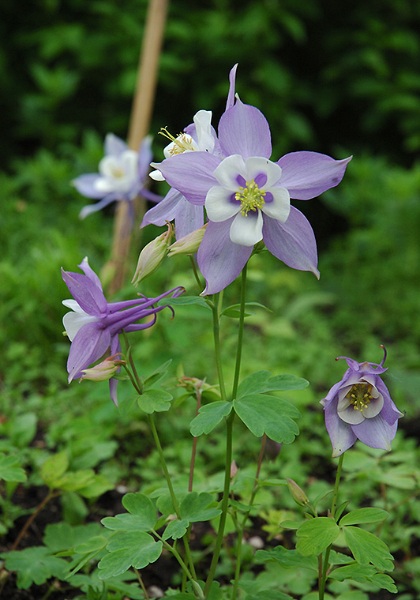 AQUIL CAE SWAN BLUE&WHITE #1