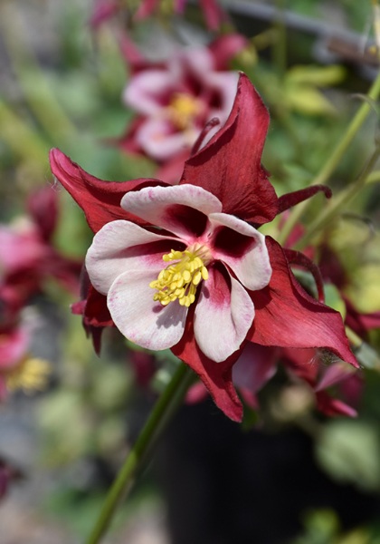 AQUIL CAE SWAN RED&WHITE #1