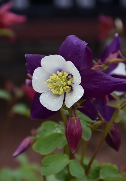 AQUIL CAE SWAN VIOLET & WHITE #1