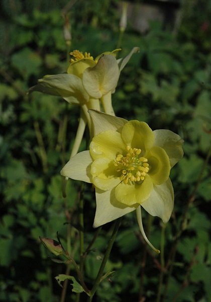 AQUIL CAE SWAN YELLOW #1