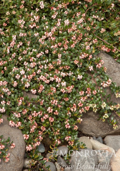 ARCTO MASS BEARBERRY #1