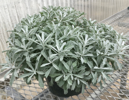 ARTEMI GARDEN GHOST #1