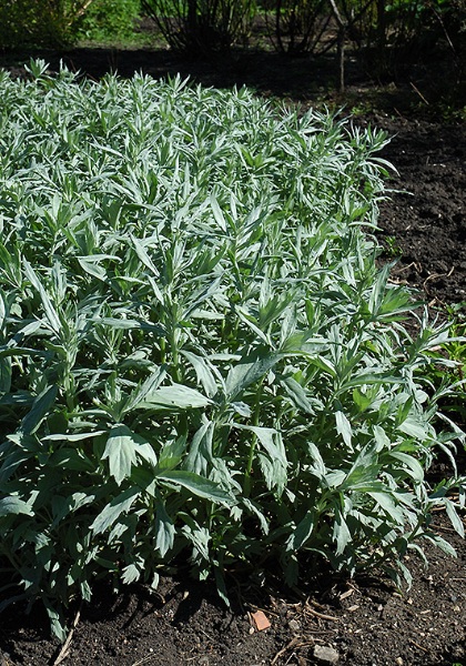 ARTEM LUD VALERIE FINNIS #1