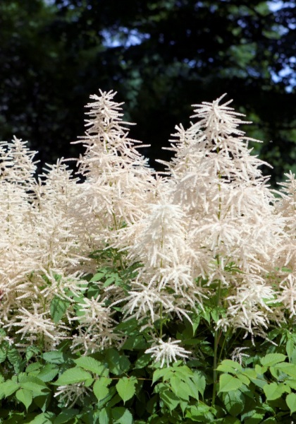 ARUNCUS DIO GOATS BEARD #1