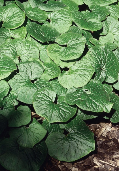 ASARUM CANADENSE WILD GINGER #1