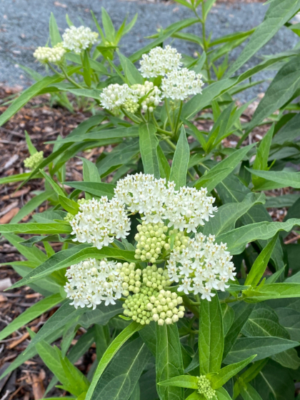 ASCLE INC ICE BALLET #1