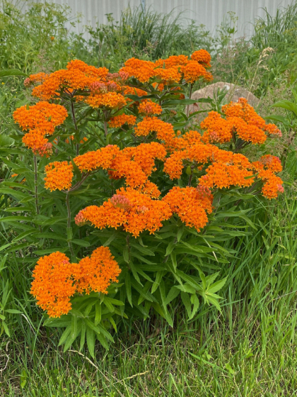 ASCLE TUB BUTTERFLY WEED #1