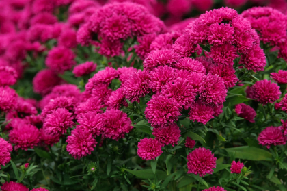 ASTER NOV SHOWMAKERS MAGENTA #1