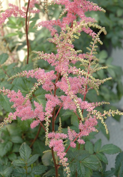 ASTILBE ARE BRESSING BEAUTY #1