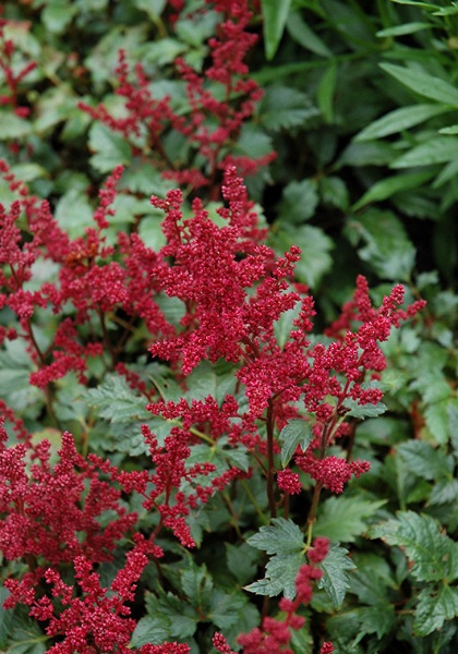 ASTILBE ARE BURGUNDY RED #1