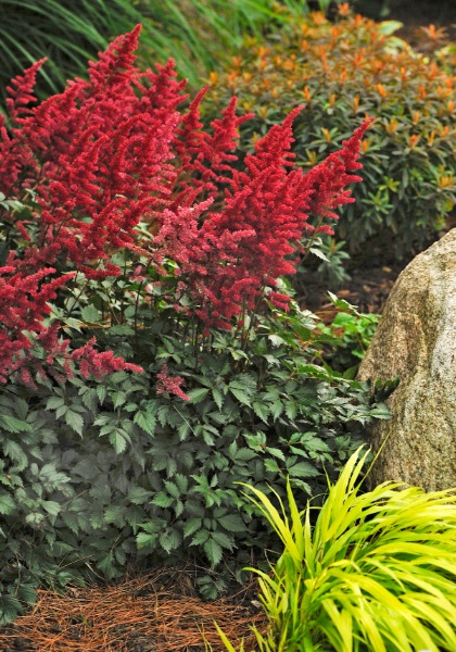 ASTILBE ARE FANAL #1 DK RED