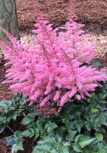 ASTILBE ARE RAZZLE DAZZLE #1