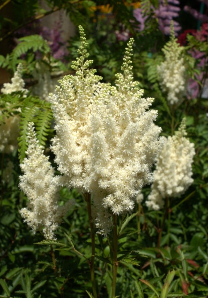 ASTILBE ARE WHITE GLORIA #1 WHT