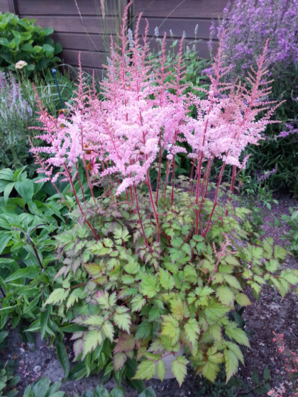 ASTILBE CHI DEFT LACE #1 PINK