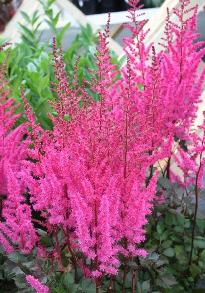 ASTILBE CHI MIGHTY CHOC CHERRY#1