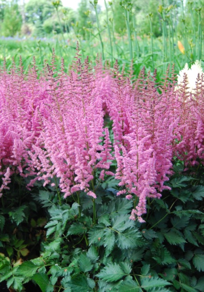 ASTILBE CHI VISION IN PINK #1