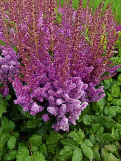 ASTILBE CHI VISIONS #1 LILAC