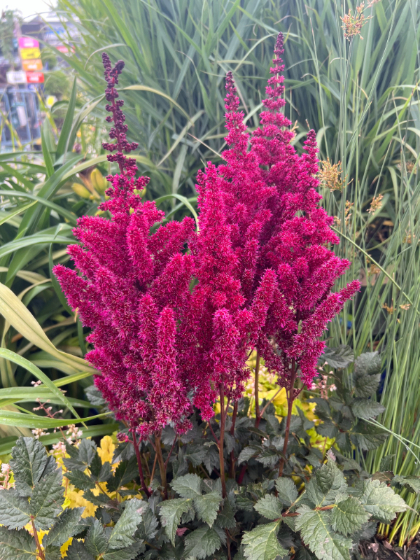 ASTILBE VISIONS VOLCANO #1