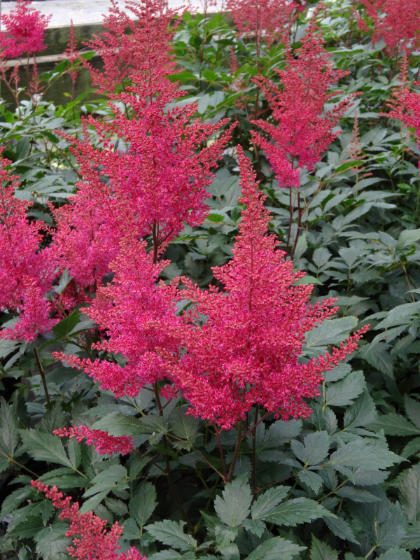 ASTILBE JAP MONTGOMERY #1 DK RED
