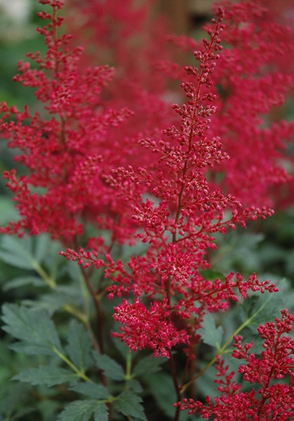 ASTILBE JAP RED SENTINEL #1 RED