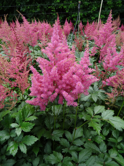 ASTILBE JAP RHEINLAND#1 PINK
