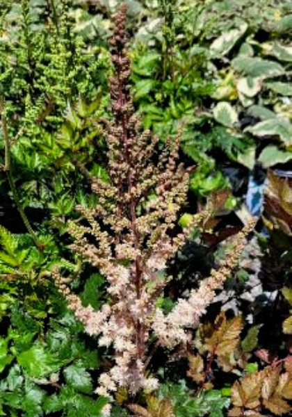 ASTILBE SIM PINK LIGHTNING#1PINK