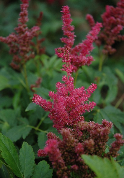 ASTILBE SHRT 'N SWT FIREBERRY #1