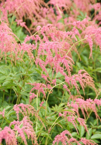 ASTILBE THU OSTRICH PLUME #1 ROS