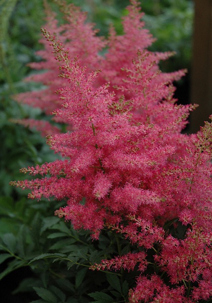 ASTILBE YOUNIQUE CARMINE #1 RED
