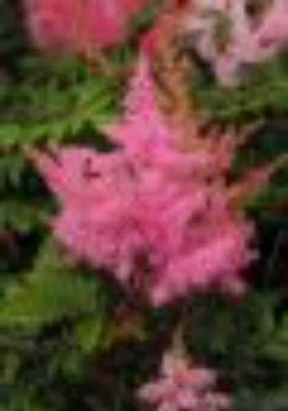 ASTILBE YOUNIQUE PINK #1