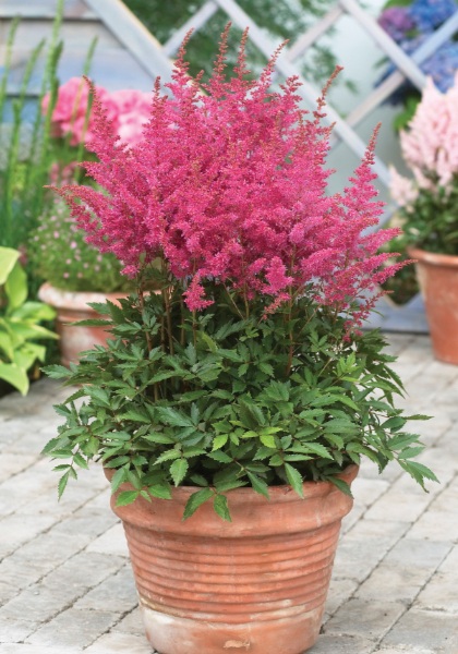 ASTILBE YOUNIQUE LILAC #1