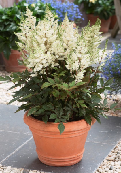 ASTILBE YOUNIQUE WHITE #1