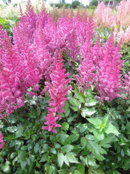 ASTILBE X MAGGIE DALEY #1 LAVNDR