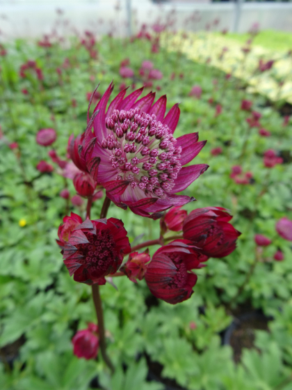 ASTRANTIA MAJ STAR OF FIRE #1