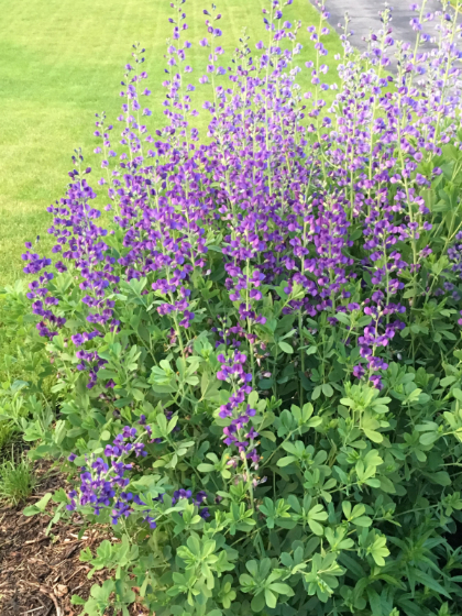 BAPTISIA AUS FALSE INDIGO #1
