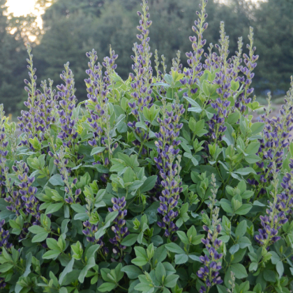 BAPTISIA INDIGO SPIRES #2