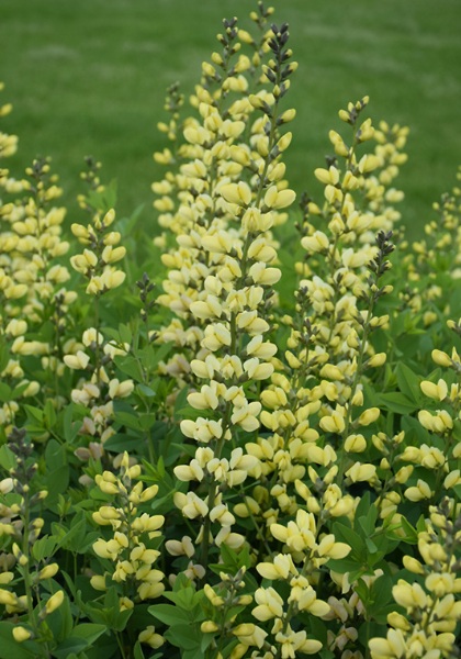 BAPTISIA LEMON MERINGUE #2 PW