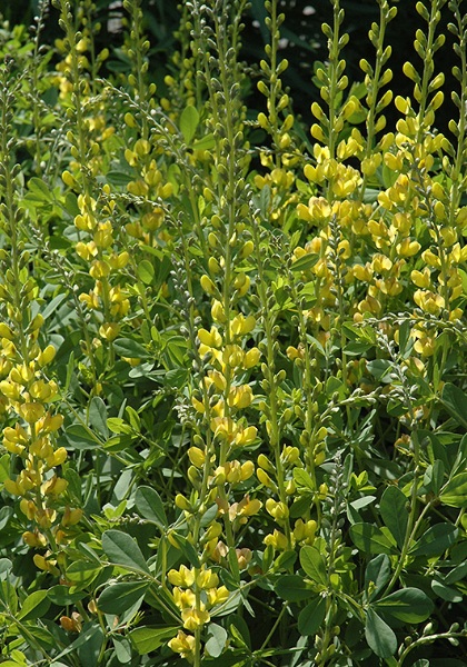 BAPTISIA SOLAR FLAREPRAIRIEBLU#2