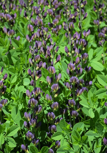 BAPTISIA TWILITE PRAIRIEBLUES #2