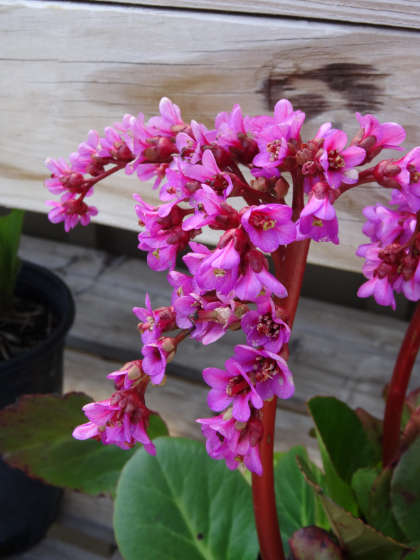 BERGENIA COR RED BLOOM #1