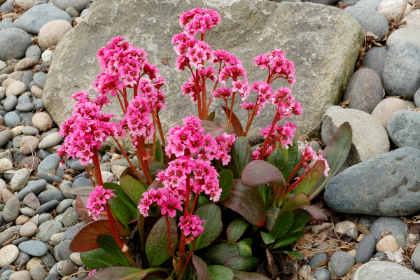 BERGENIA SAKURA #1