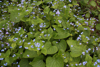 BRUNNERA FALSE FORGET-NOT #1