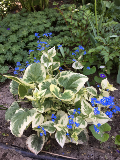 BRUNNERA MAC VARIEGATA #1/7"