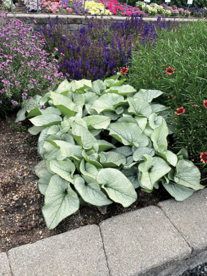 BRUNN MAC ALEXANDRIA #1