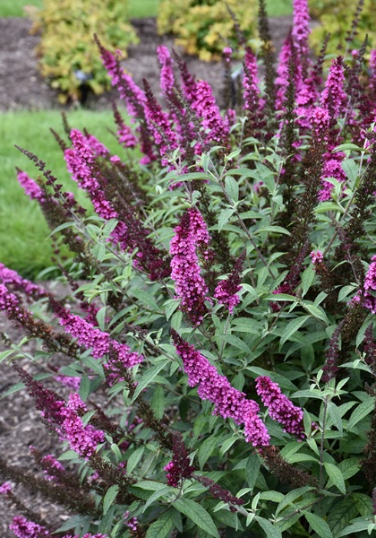 BUDDL BUZZ HOT RASPBERRY #1/7"