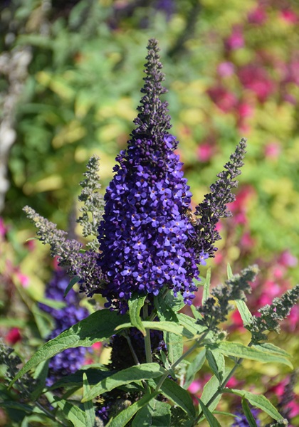 BUDDL BUZZ MIDNIGHT #1/7"