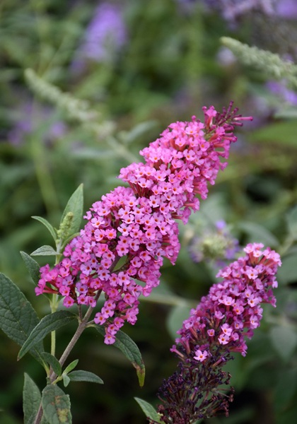 BUDDL BUZZ VELVET #1/7"