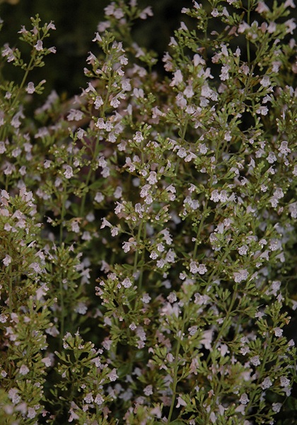 CALAM NEP MONTROSE WHITE #1